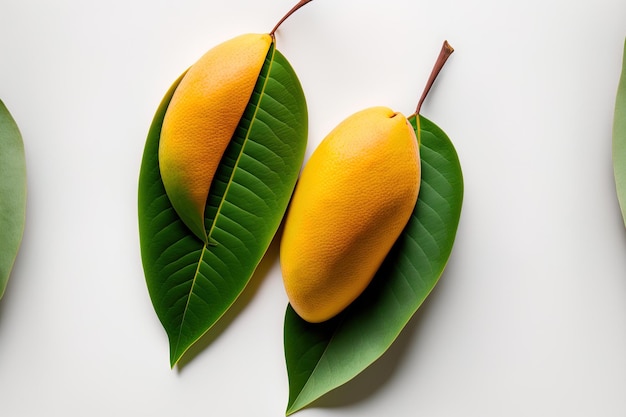 On a white backdrop two ripe mangos with green leaves are isolated