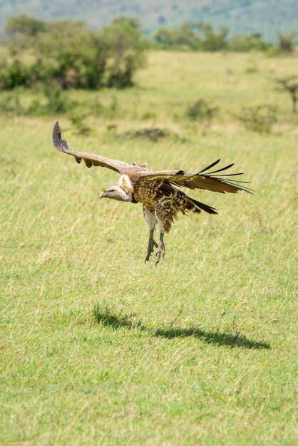 Foto l'avvoltoio a schiena bianca scivola verso l'atterraggio sulla savana