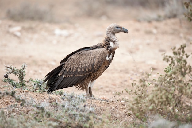 White-Backed Vulture