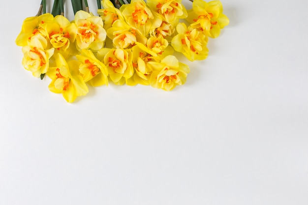 on white background are yellow daffodils