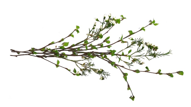 white background branches small leaves spring / isolated on white young branches with buds and leaves, spring frame