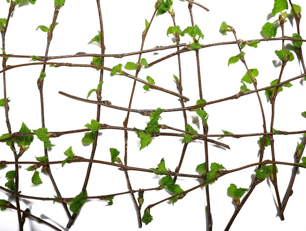 white background branches small leaves spring / isolated on white young branches with buds and leaves, spring frame