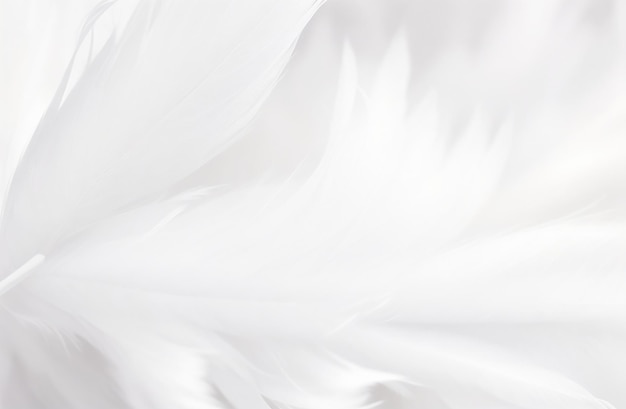 white background feather closeup abstract luxury image soft blur