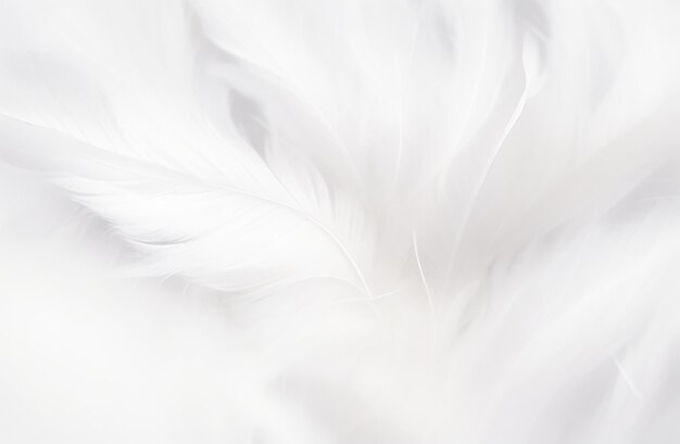Фото Белый фон перо крупным планом абстрактное роскошное изображение мягкое размытие