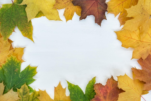 White background in frame of yellow autumn leaves Template Backdrop Mock up