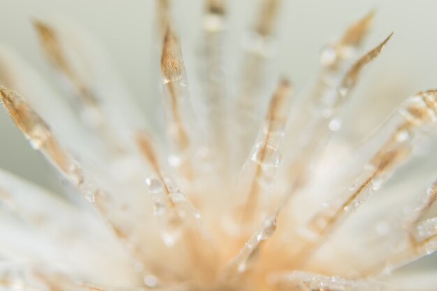 White background macro wild flower