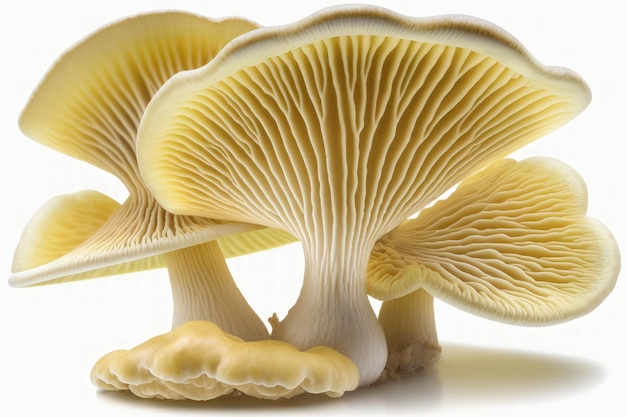 На белом фоне грибы pleurotus eryngii