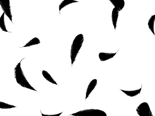 a white background with black feathers and a white background with a black feather in the middle