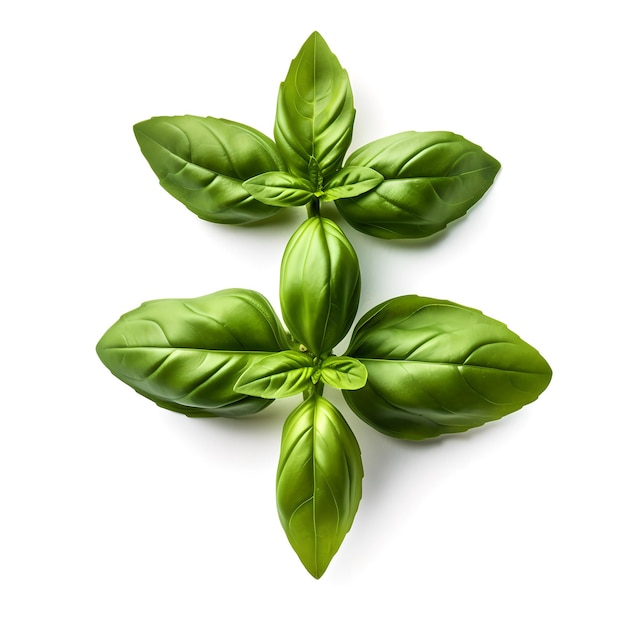 A white background with a bunch of basil leaves