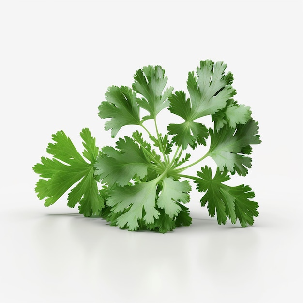 A white background with a bunch of parsley leaves.