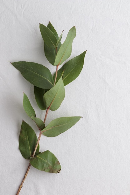 White background with eucaliptus branch