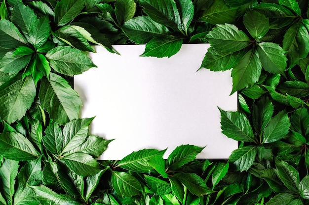 White background with green foliage