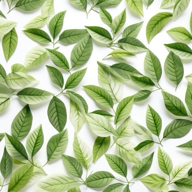 white background with green leaves and wheat