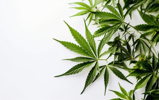 A white background with green leaves and the word hemp on it