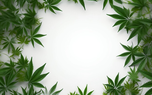 A white background with hemp leaves