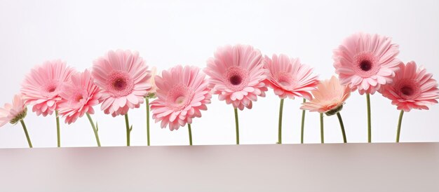 White background with isolated Gerbera daisies