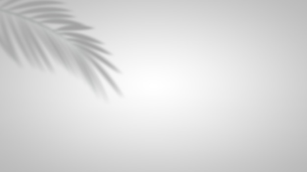 White background with tropical leaf shadow