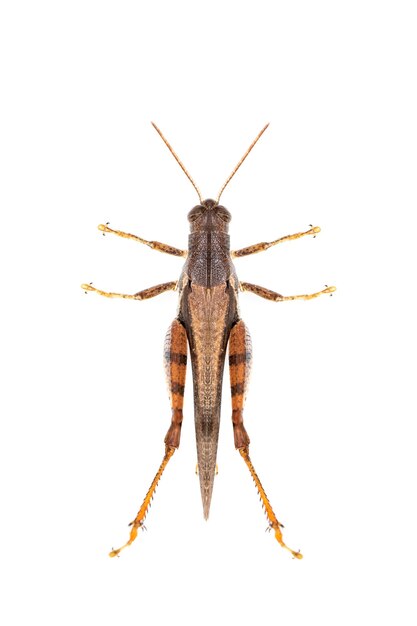 white-banded grasshopper(stenocatantops splendens) isolated. insect. Brown grasshopper