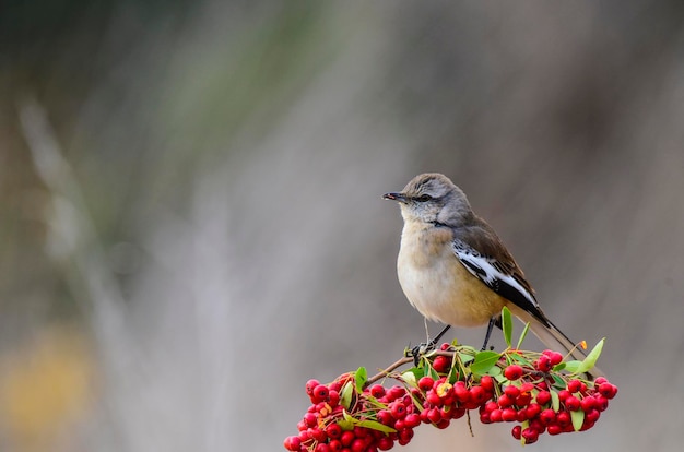 White banded Mockingbird La Pampa Patagonia Argentina