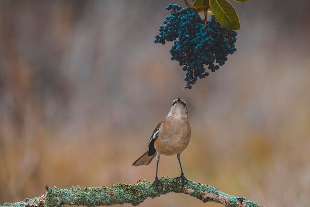 Foto bianco fasciato mockingbird patagonia argentina