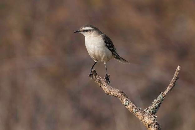 White banded Mockingbird Patagonia Argentina