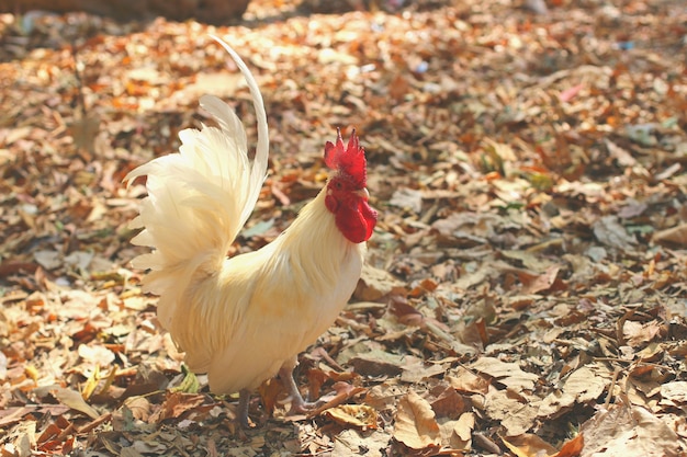 white bantam cock rooster in outdoor area