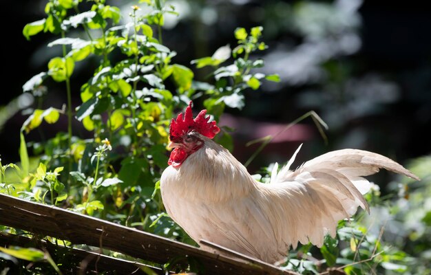 A white bantam walks in the garden forest