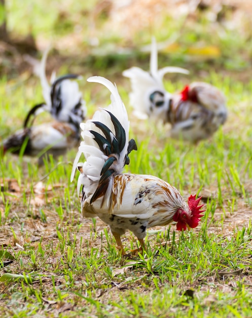 White Bantam 