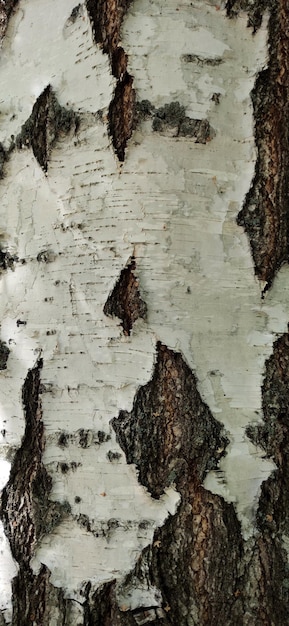 white bark