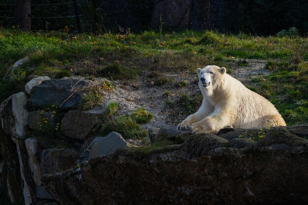 Photo white bear on the rocks lying polar bear situated on a rock