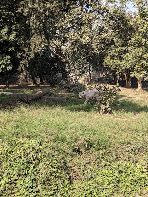 A white bear in the woods