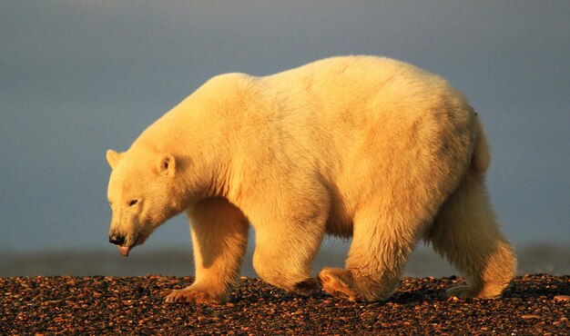 Photo white bear