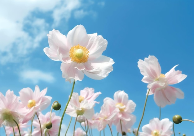 青い空に白い美しいアネモンの花