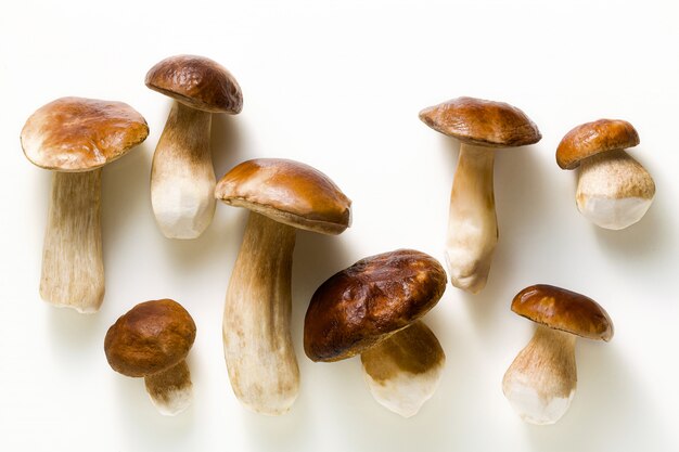 Funghi porcini grandi belli bianchi su bianco