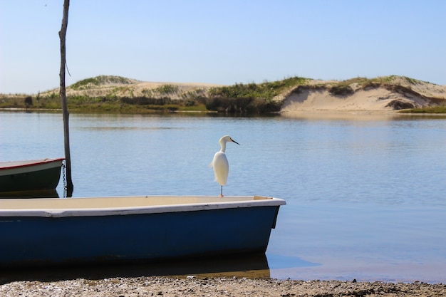 White beautiful bird on a blue boat over the blue river at the Brazilian beach. Guarda do Embau, Santa Catarina.