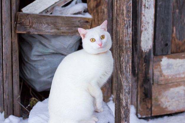 White beautiful cat sitting near a wooden shed in winter