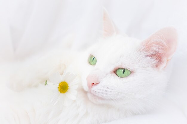 White beautiful cat with green eyes lies on a white sheet.