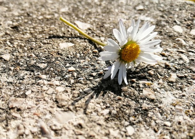 A white and beautiful chamomile lies on a stone floor strewn
with small stone chips flower close up