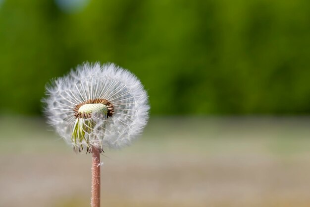 White beautiful dandelion flowers with seeds faded dandelions with white balls