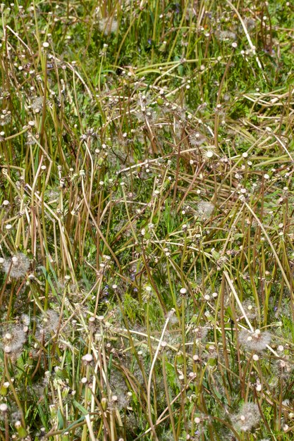 White beautiful dandelion flowers with seeds