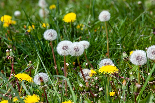 White beautiful dandelion flowers with seeds