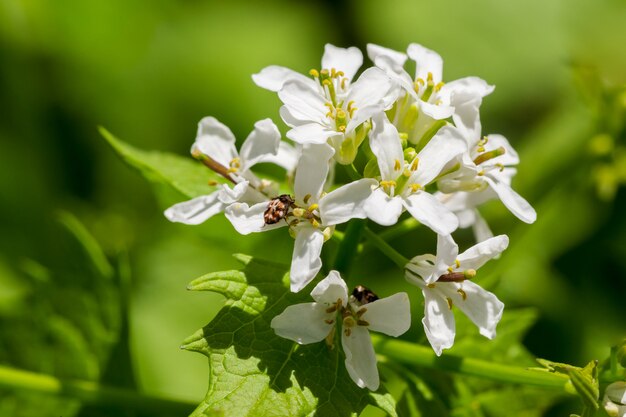 Photo white beautiful flowers in bloom at garden.