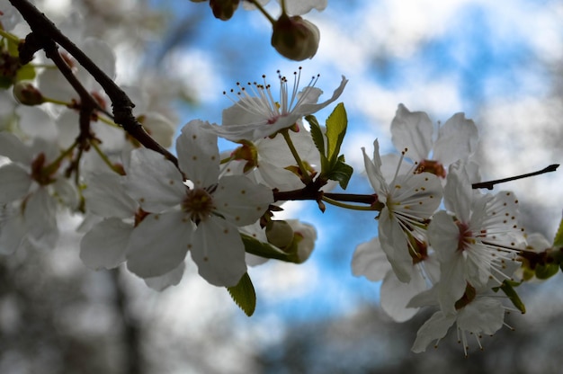 青空の背景に咲く自然な若いリンゴの木の白い美しい花