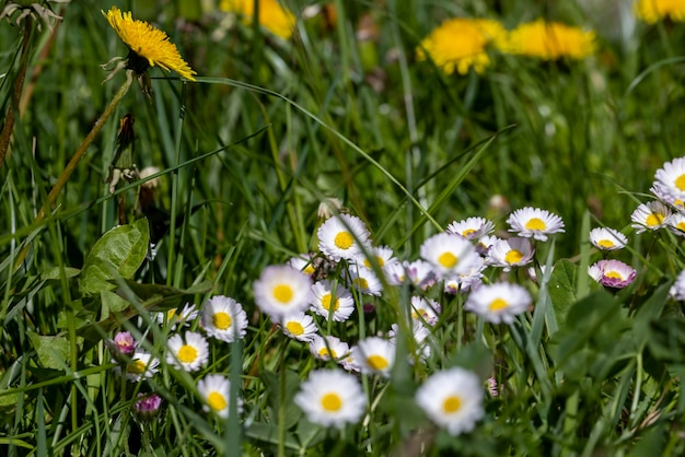 White beautiful flowers in green grass