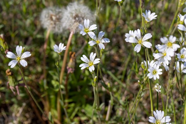 White beautiful flowers in green grass