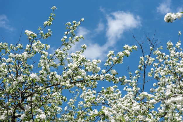 Bellissimi fiori bianchi nell'albero che fiorisce all'inizio della primavera, sfondi sfocati. foto di alta qualità