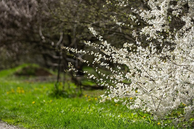 이른 봄에 피는 나무의 하얀 아름다운 꽃, 배경 흐림