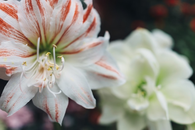 White beautiful flowers