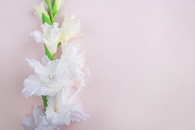 Foto bellissimi fiori bianchi di gladiolo