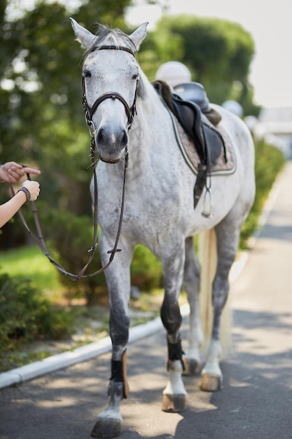 Bianco bellissimo cavallo ritratto su sfondo verde